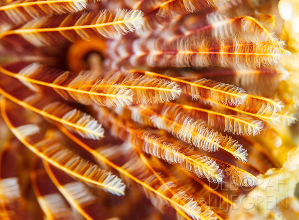 Striated Feathers